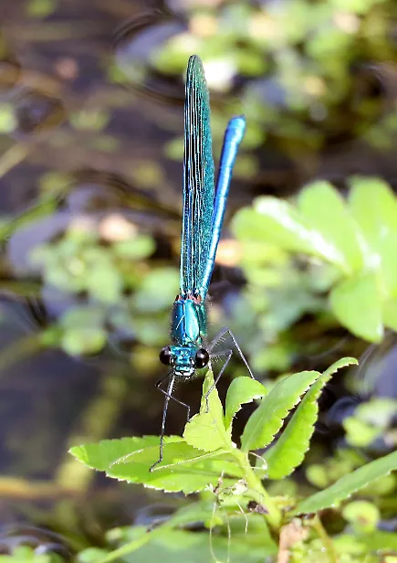 Gebänderte Prachtlibelle ♂