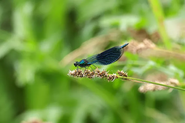 Gebänderte Prachtlibelle