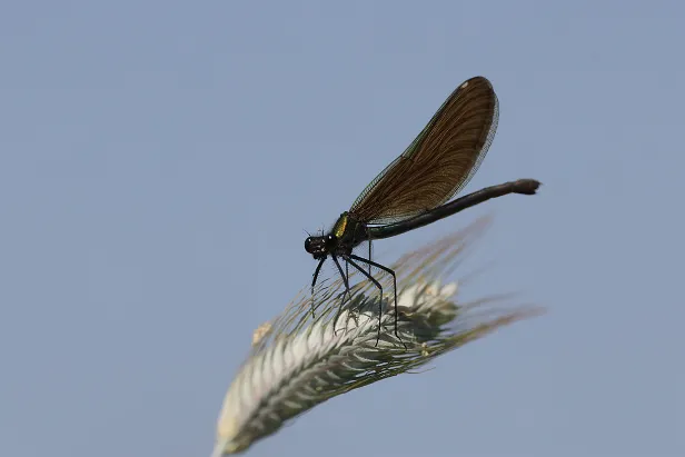 Blauflügel-Prachtlibelle ♀