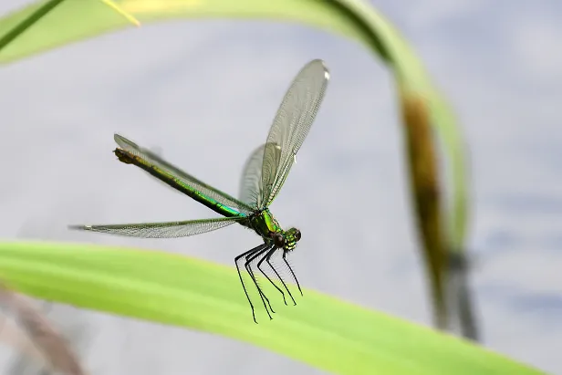 Gebänderte Prachtlibelle ♀