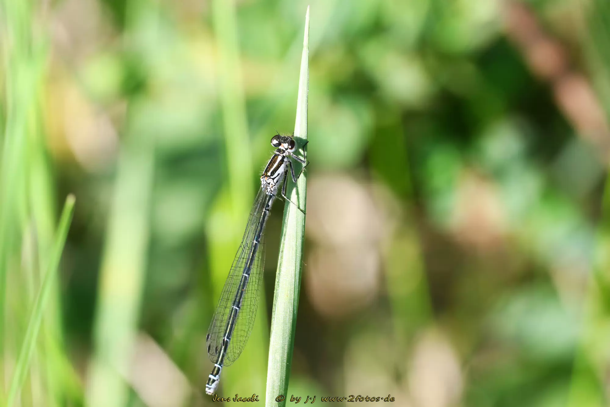 Hufeisen-Azurjungfer ♀ 