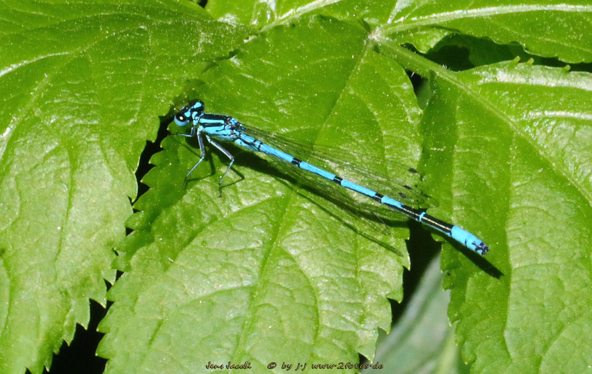 Hufeisen-Azurjungfer ♂ 