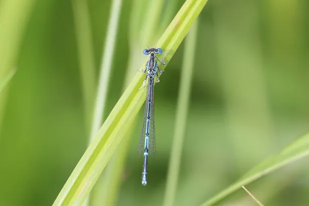 Blaue Federlibelle