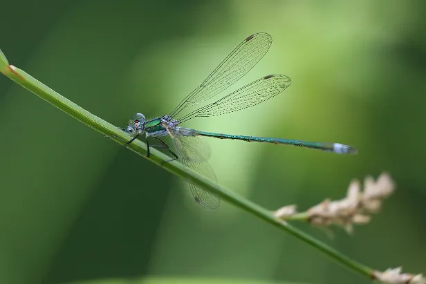 Kleine Binsenjungfer