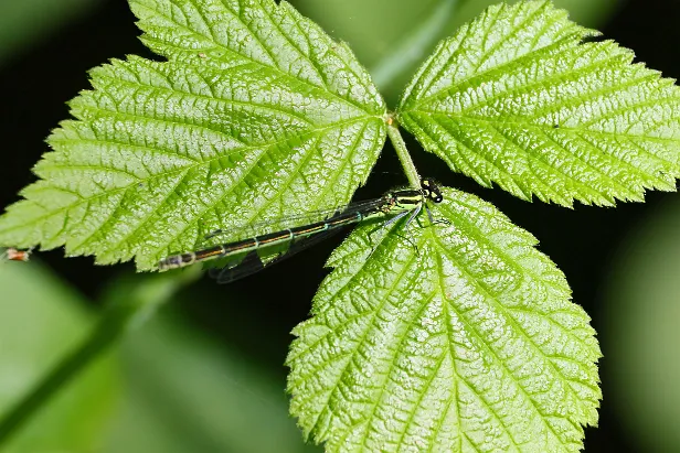 Hufeisen-Azurjungfer ♀