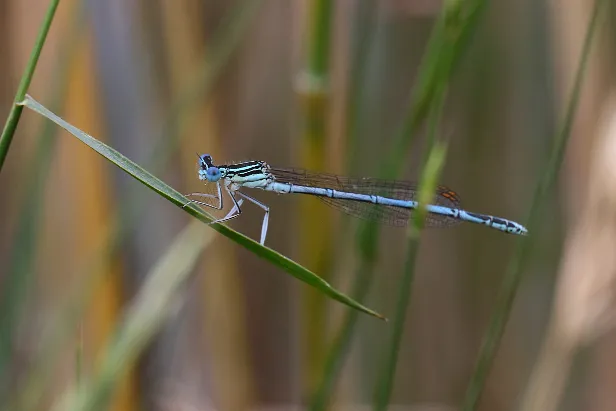 Blaue Federlibelle