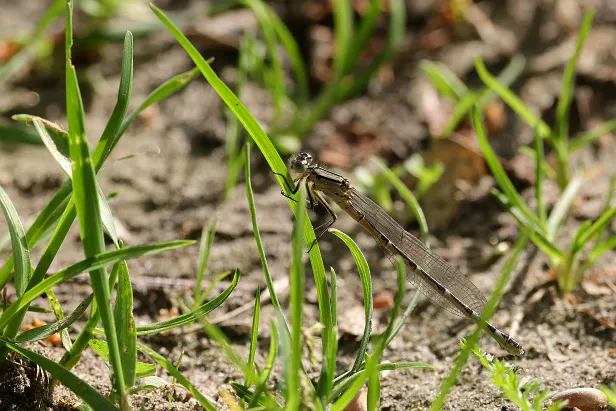 Hufeisen-Azurjungfer ♀