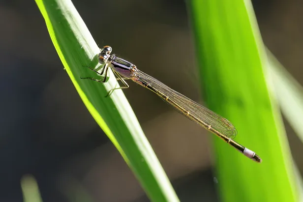 Große Pechlibelle ♀