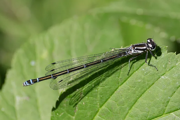 Hufeisen-Azurjungfer ♀