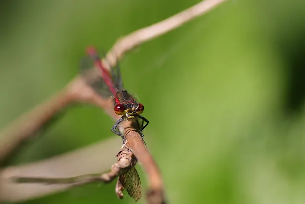 Frühe Adonislibelle