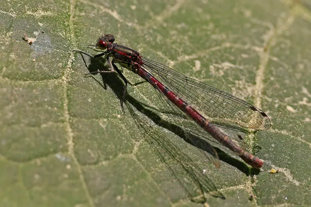 Frühe Adonislibelle