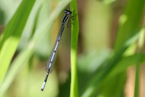 Hufeisen-Azurjungfer ♂