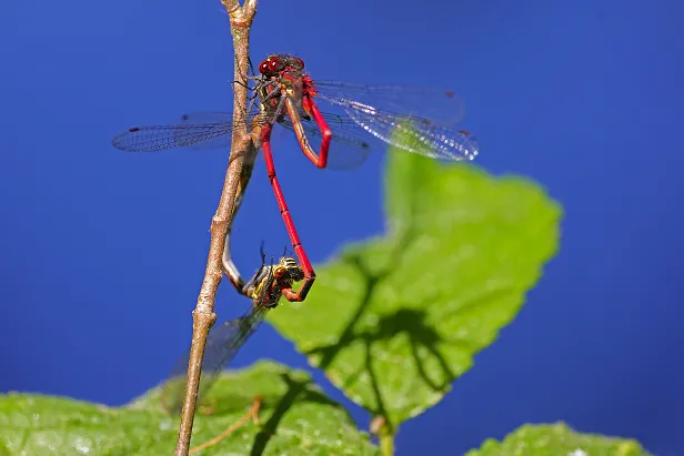 Frühe Adonislibelle