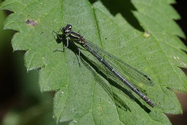 Hufeisen-Azurjungfer ♀