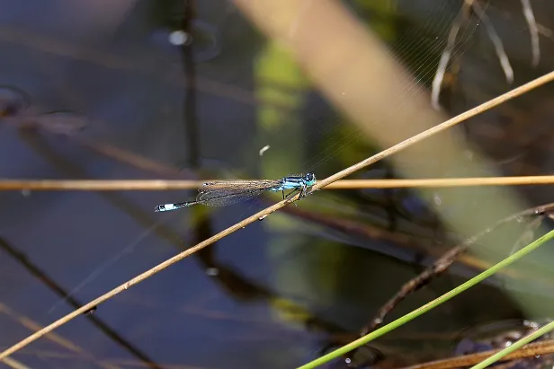 Große Pechlibelle