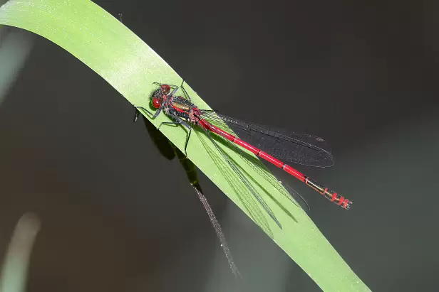 Frühe Adonislibelle