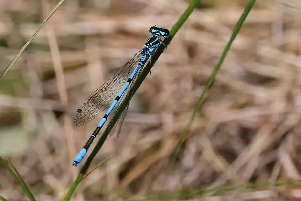 Hufeisen-Azurjungfer