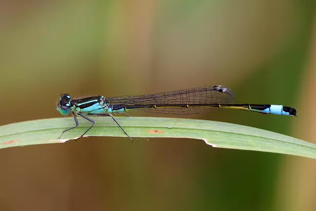 Große Pechlibelle