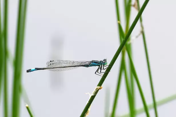 Große Pechlibelle