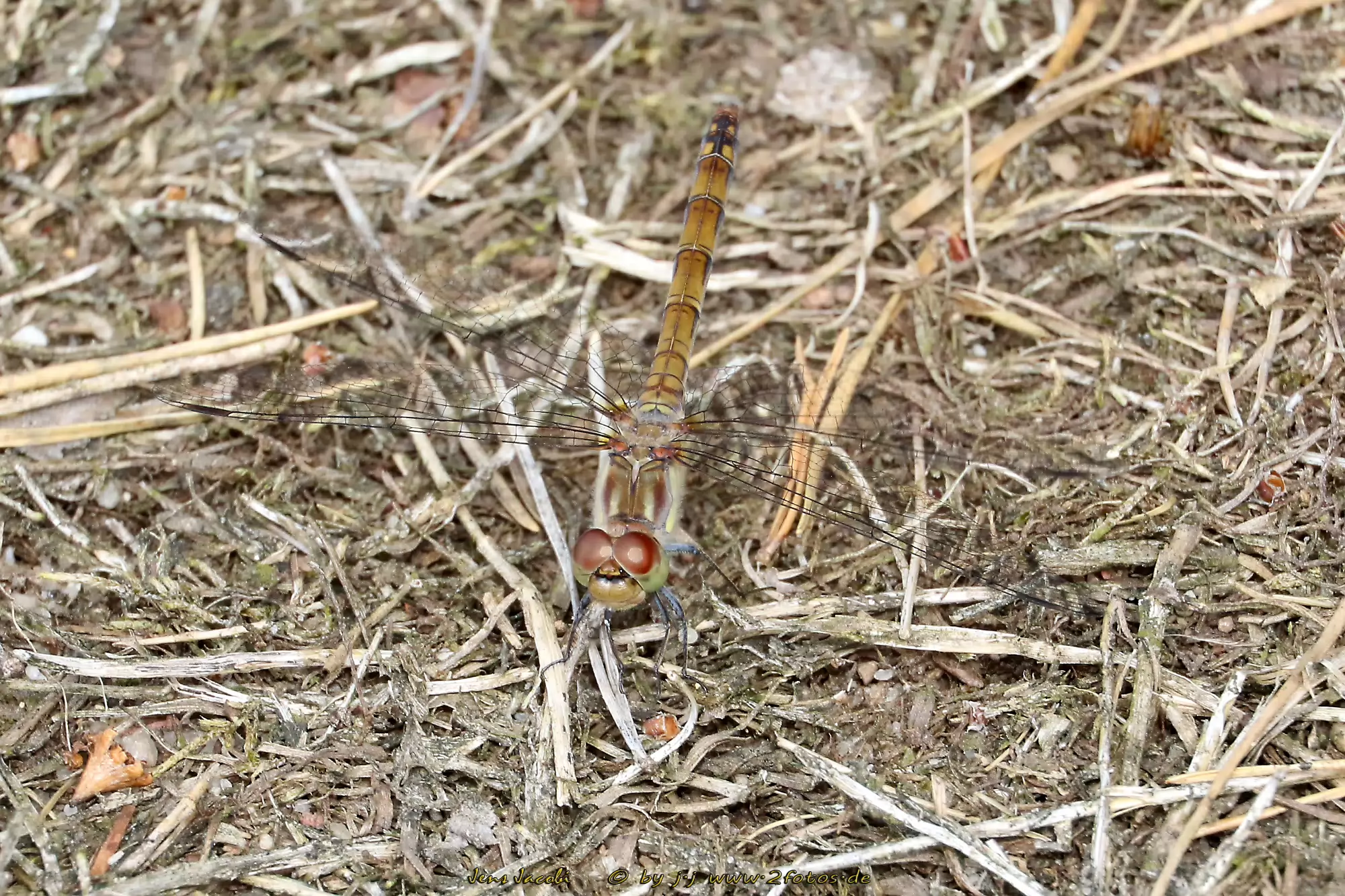Große Heidelibelle 