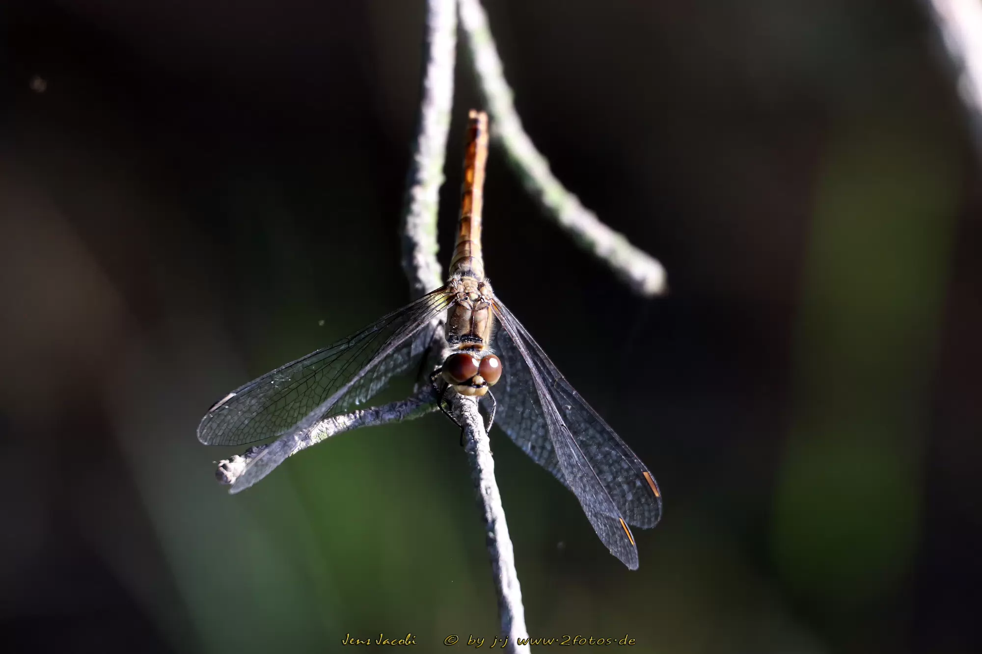 Große Heidelibelle ♀ 