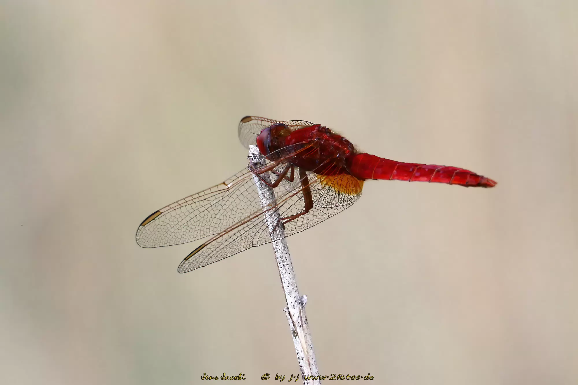 Feuerlibelle ♂ 