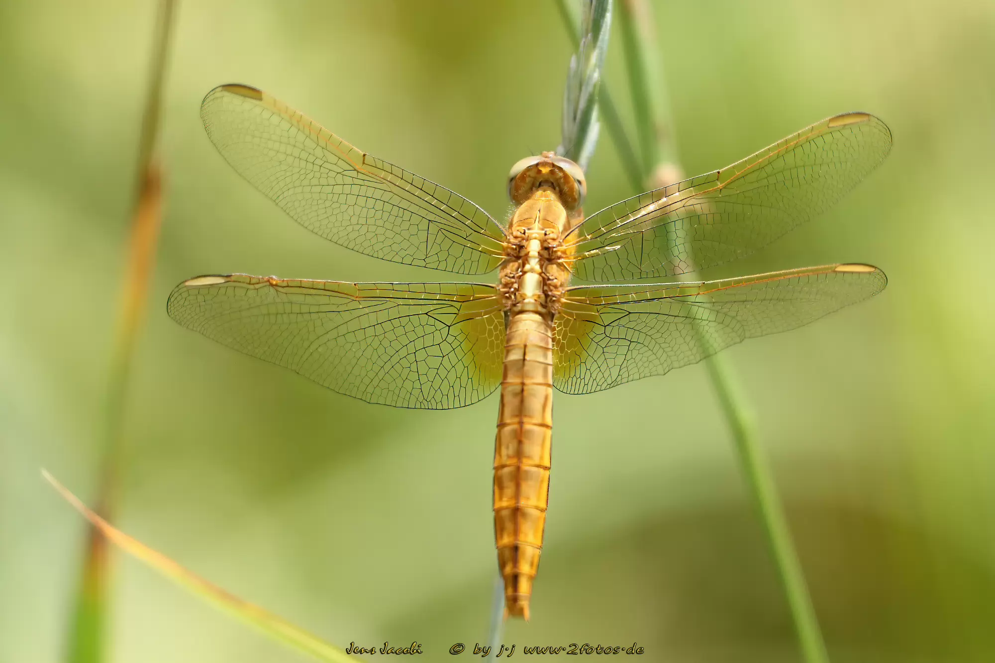 Feuerlibelle ♀ 