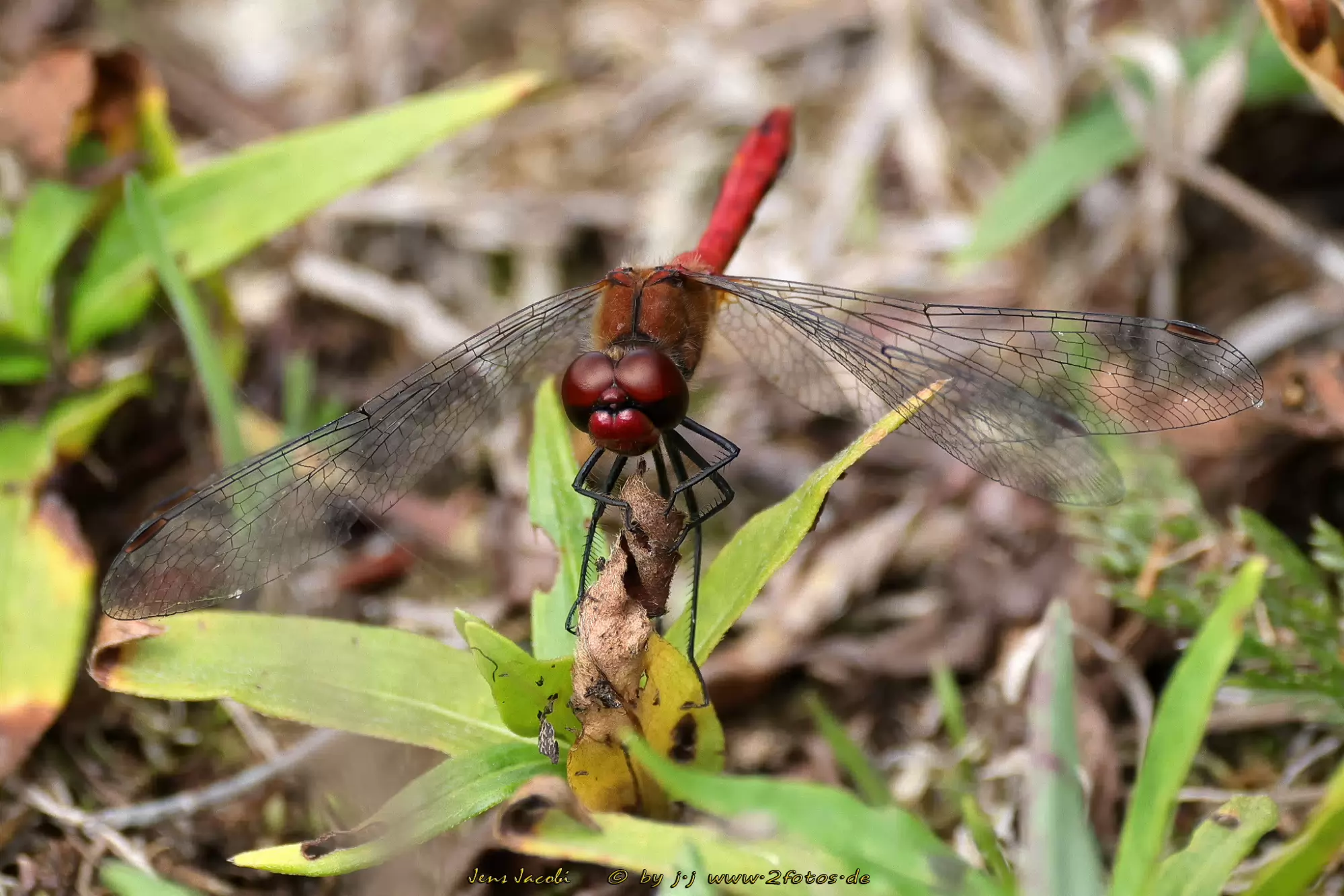 Blutrote Heidelibelle 