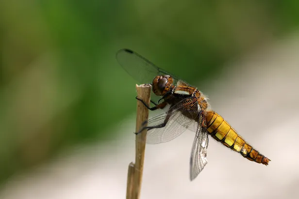 Plattbauch ♀