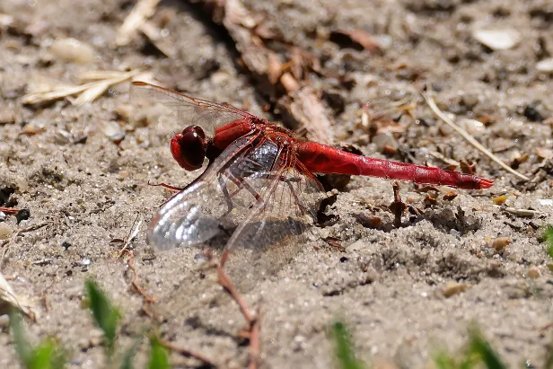 Feuerlibelle