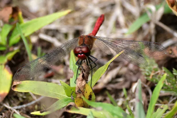 Blutrote Heidelibelle