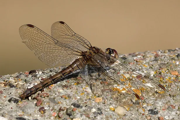 Große Heidelibelle