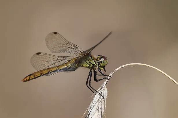 Blutrote Heidelibelle