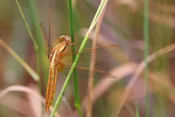 Feuerlibelle