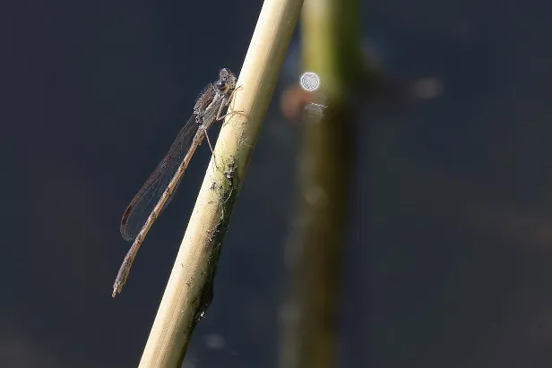 Gemeine Winterlibelle