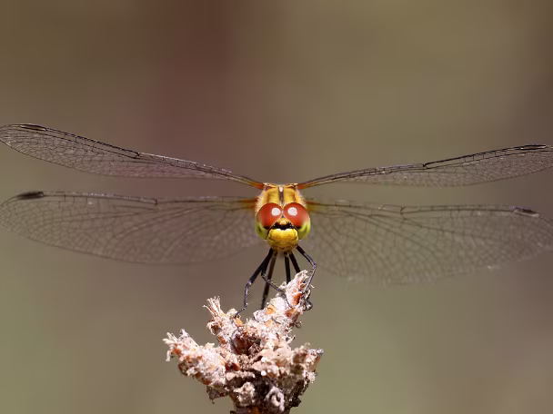 Segellibellen
