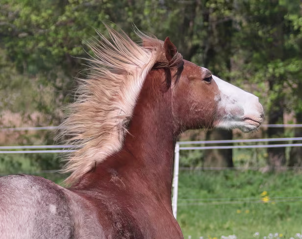 Irokese