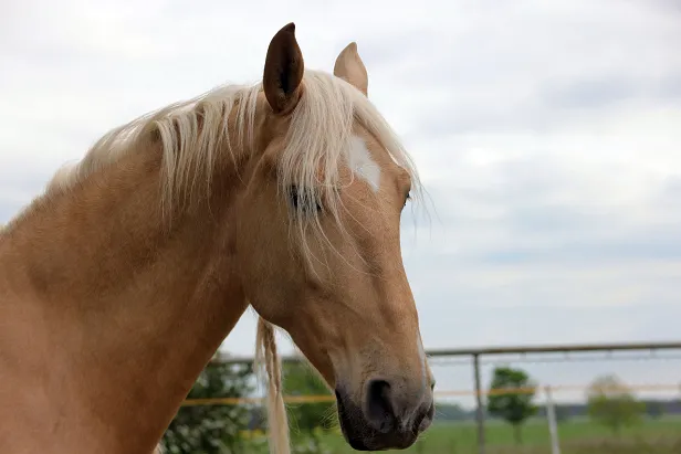 Palomino