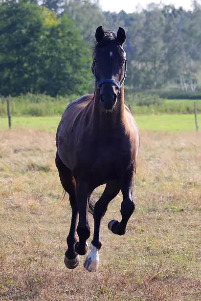 Galopp