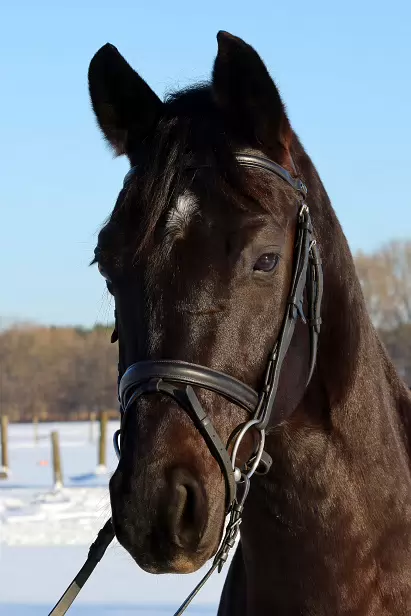 IR5_2026-01-11-1185A