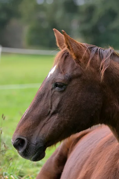 Pferd