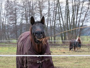 Horse Fun