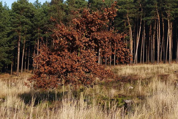 Eiche im Herbst