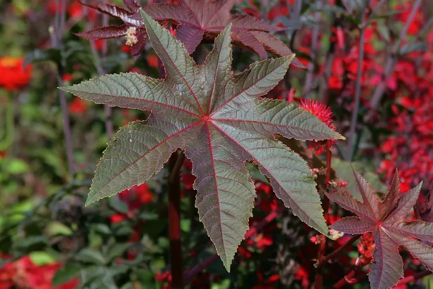 Blatt des Rhizinus