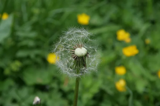 Pusteblume