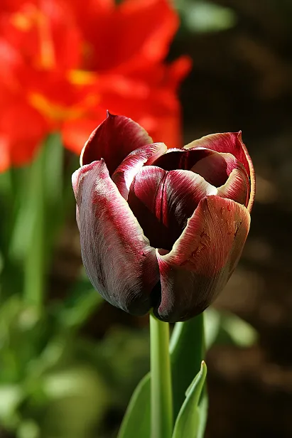 Tulpe