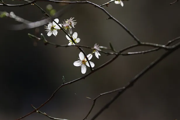 Frühling