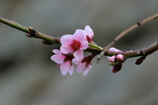 Blüte im Frühling