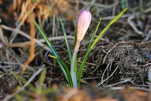 Krokus Sommerweide