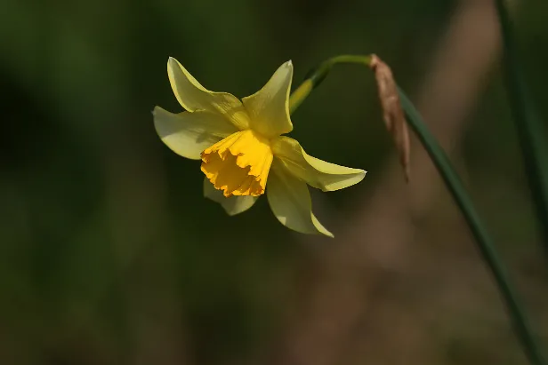 Narzisse Sommerweide